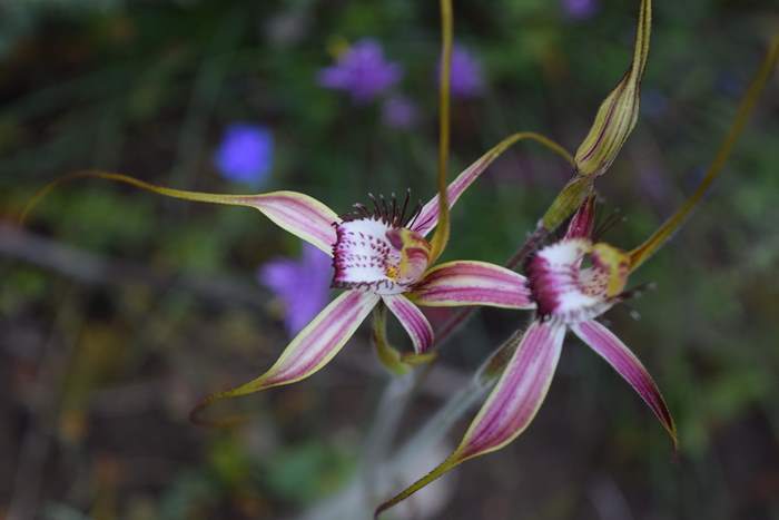 Caladenia - Orchid-spider-0059.JPG